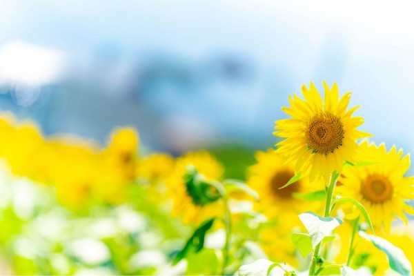 夏バテの予防・解消にはハーブティーがおすすめ！紫外線対策に役立つハーブもご紹介サムネイル
